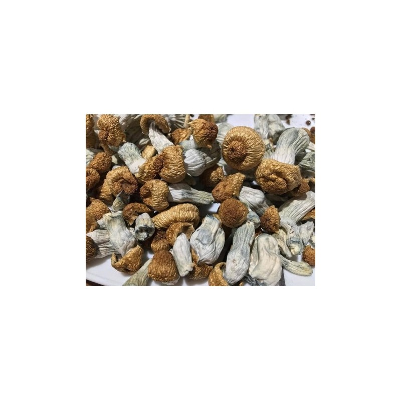 Buy Penis-Envy Mushrooms Online